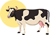 HOLSTEIN COWS